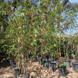 Bamboo Trees 2 Prices