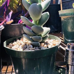 Crassula Ivory Tower Succulent 