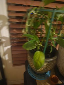 Golden pothos plus flower pot for sale