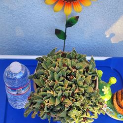 ORGANIC TIGER JAWS SUCCULENT PLANT (YELLOW FLOWER).