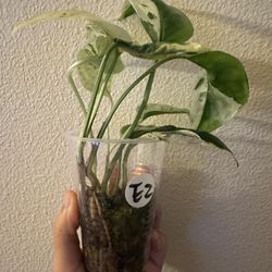 Epipremnum Pinnatum Marble Variegated | Rare Plants | Rooted E2