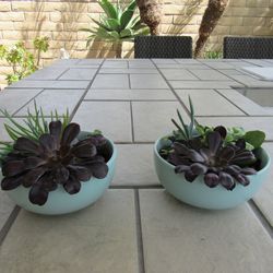 Pair Of Aqua Green Ceramic Pots With Succulents