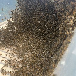 Bee Removal