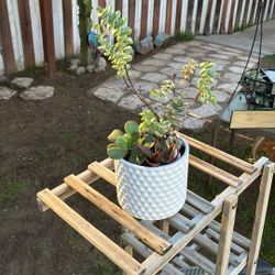 Potted Succulent 