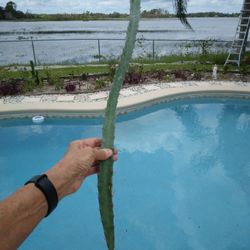 28" Fragrant Night Blooming Cactus W.roots, White Flowers Pink Fruit