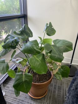 Monstera Plant