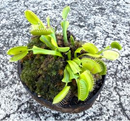 Venus Fly Trap Plant
