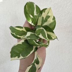 N'Joy Pothos Plant Cuttings