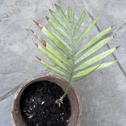 Palm Plant Starter
