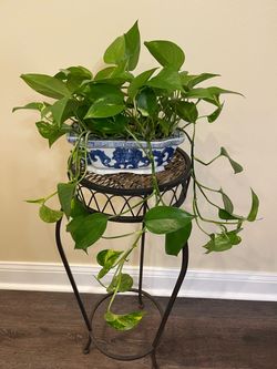 Healthy Houseplant