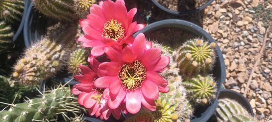 Cactus plant.