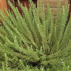 Organic Rosemary 