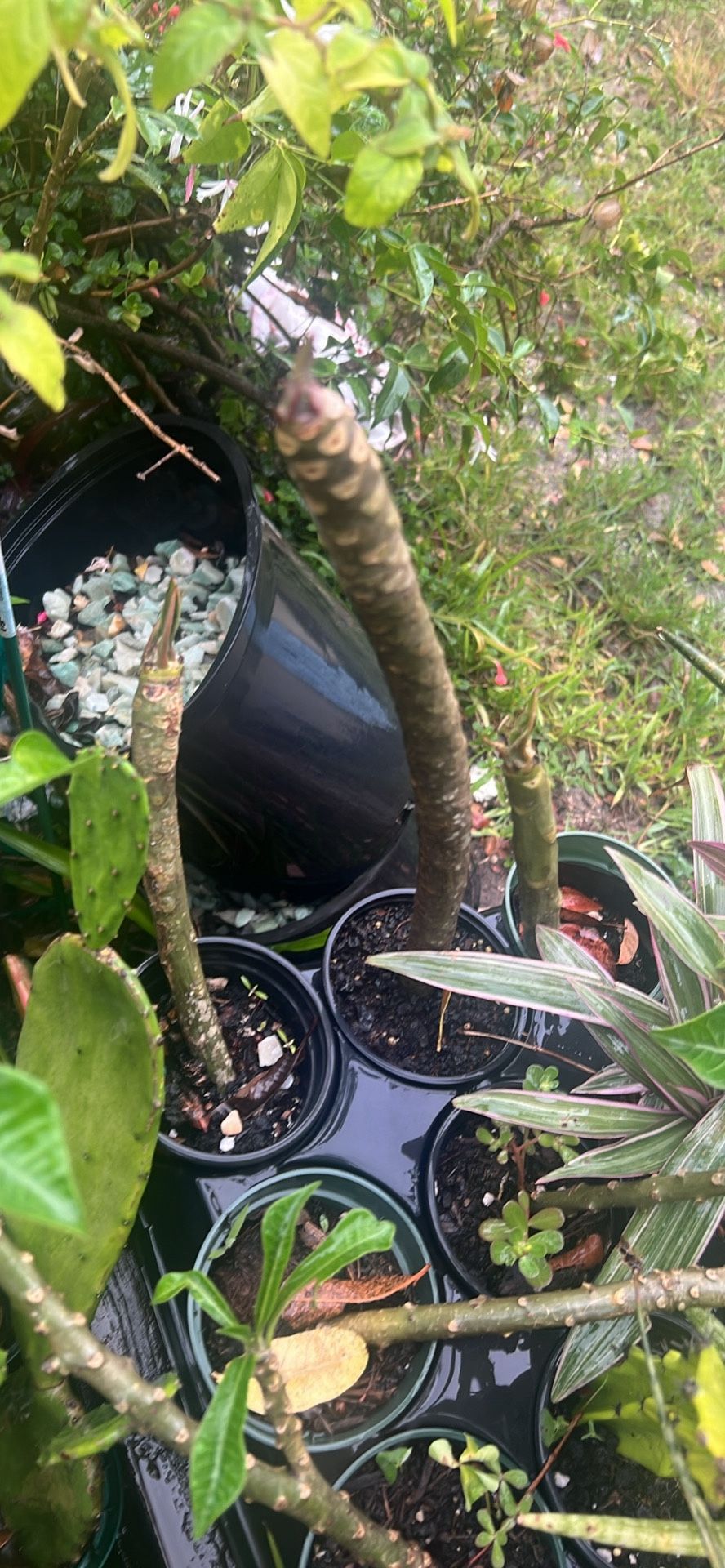 Small 4” Nursery Pot Plumeria Pink Flower Frangipanii