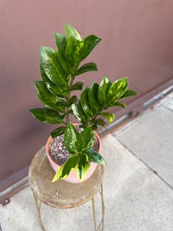 6” variegated zz plant
