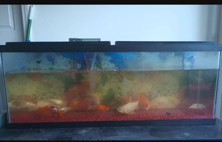 Fish Tank