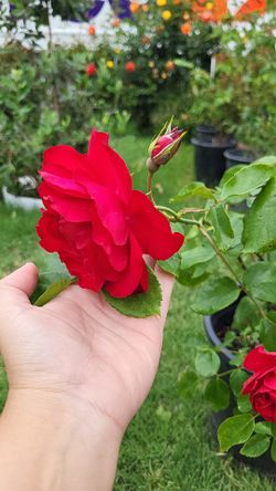 Forever love red Rose 🌹 🌳