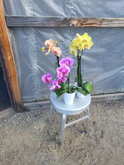 Orchid Plant $6 each