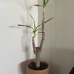 🌿 Tall Dracaena Indoor Tree – Comes with Terracotta Pot – Easy Care 🌿 