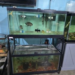 Fish Tank Supplies 