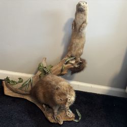 Weasel And Muskrat Taxidermy 