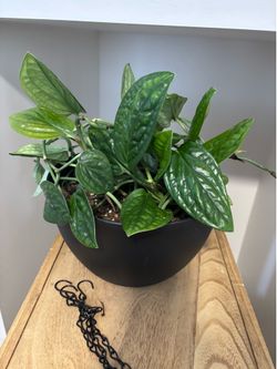 Green Galaxy / Monstera Peru Plant 🌱