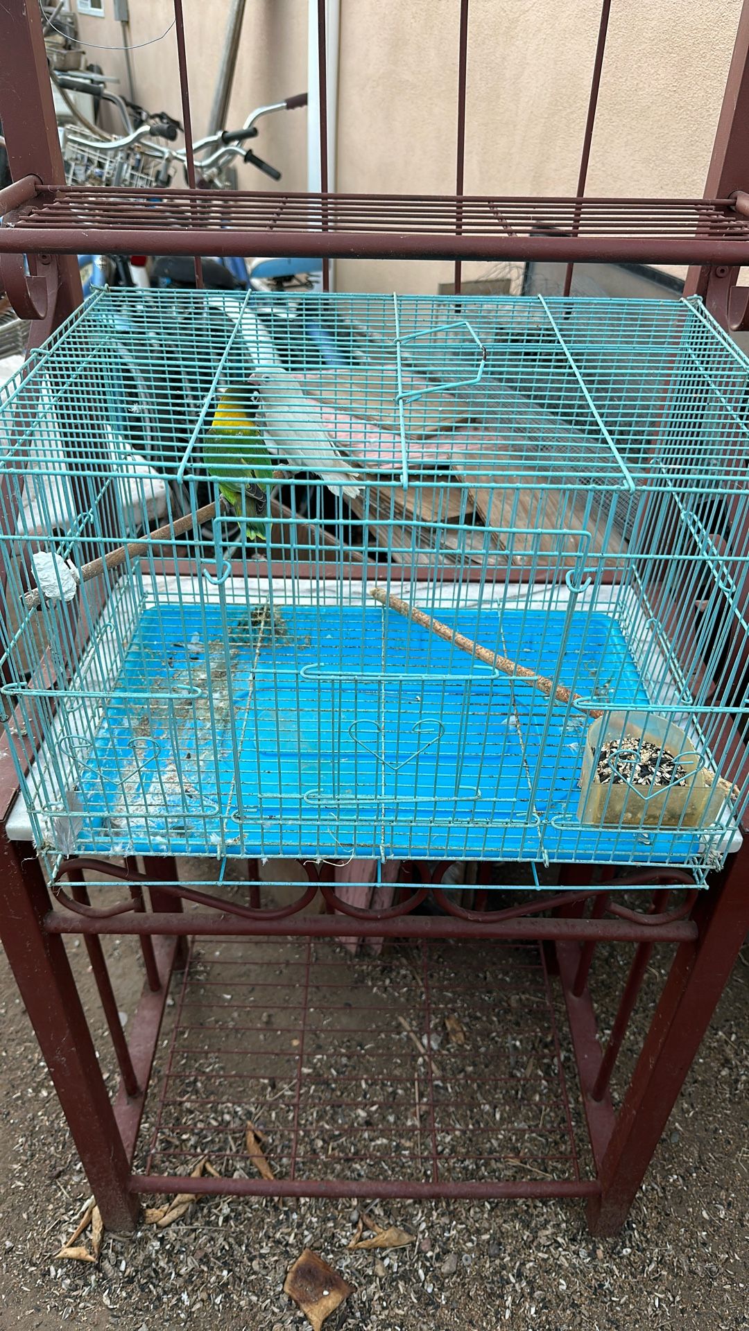 Bird Cage