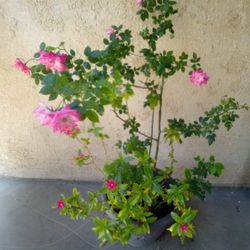 Plantas