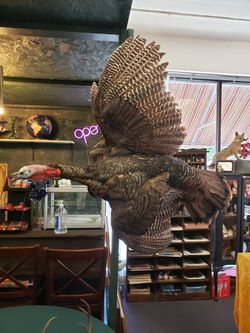 Taxidermy turkey open wings- oddities