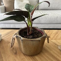 Philodendron Pink Princess Plant w/Plant Pot