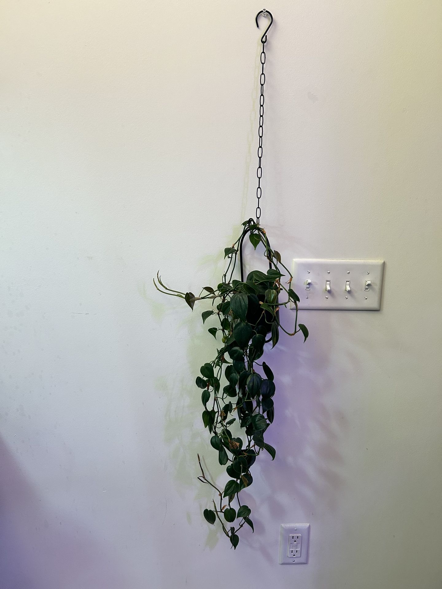 Pothos In Hanging Pot