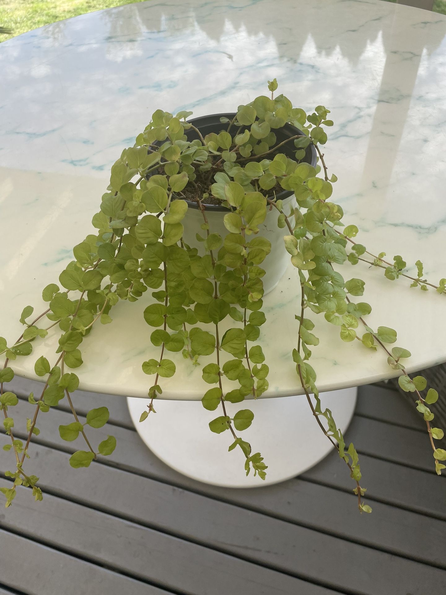 Golden Creeping Jenny ‘Aurea’ Lysimachia Nummularia (Outdoor & Indoor Live Plant)