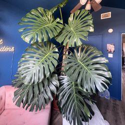 Large Monstera 