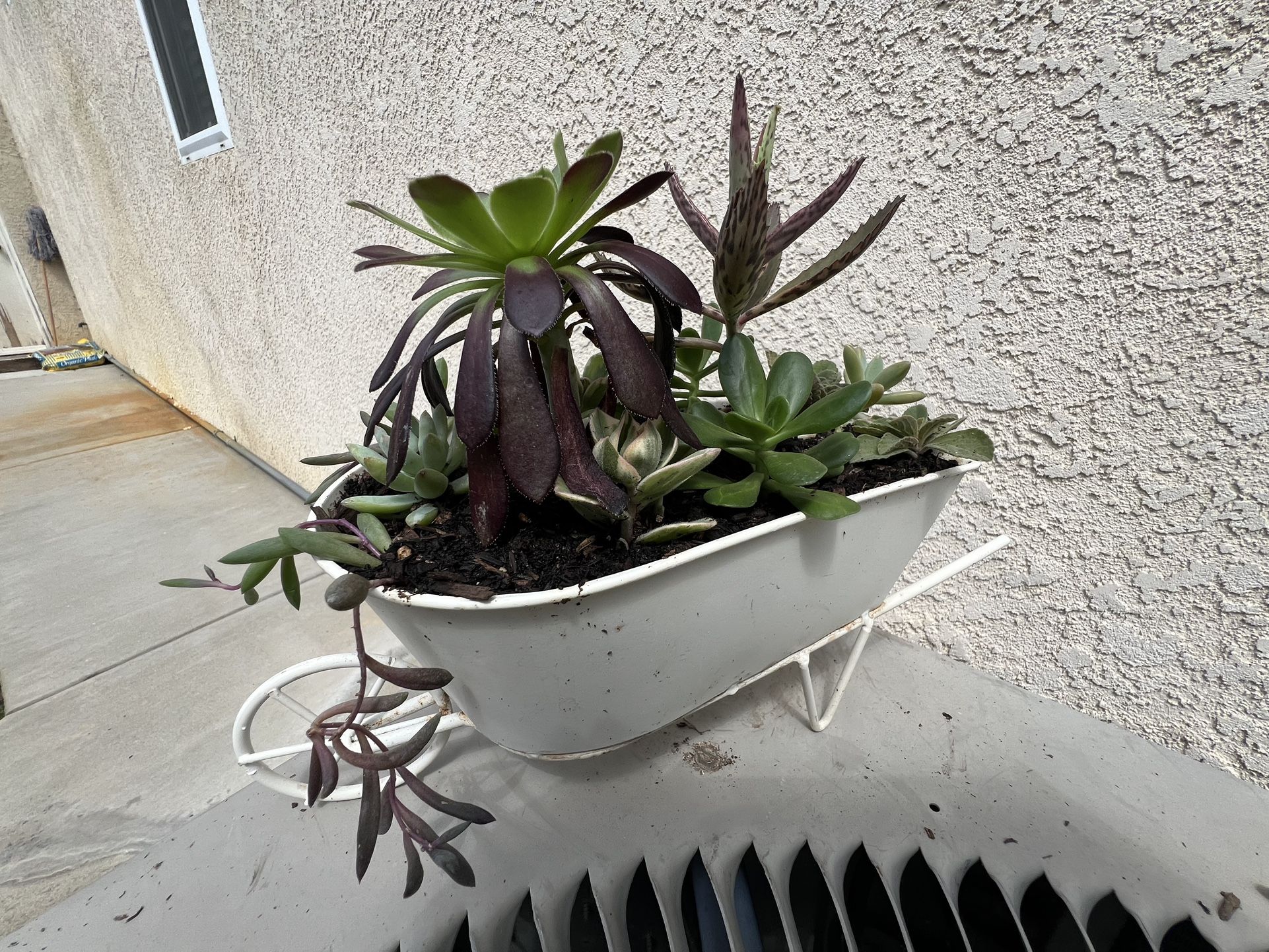 Succulent
