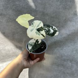 4” variegated alocasia frydek