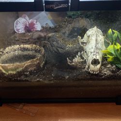 Reptile Or Bug Glass Enclosure