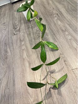 Hoya Crassipetiolata mother plant 80” vines