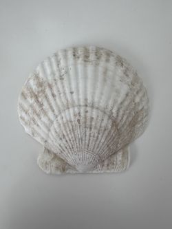 Beautiful Scallop Shell #9