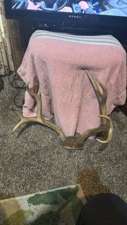 Eight Point Deer Horn