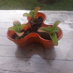 Mala Madre