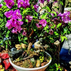 Bonsai Tree 4 Yrs Old