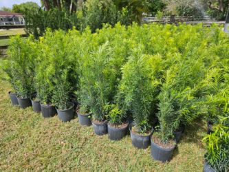 Podocarpus Instan Privacy Hedge