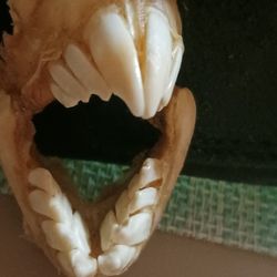 Sheep Head 