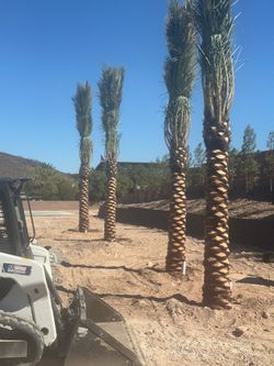 Date Palms
