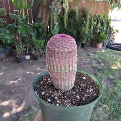 Rainbow 🌈 Cactus Plant $23