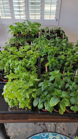 Veggie Plant Starts