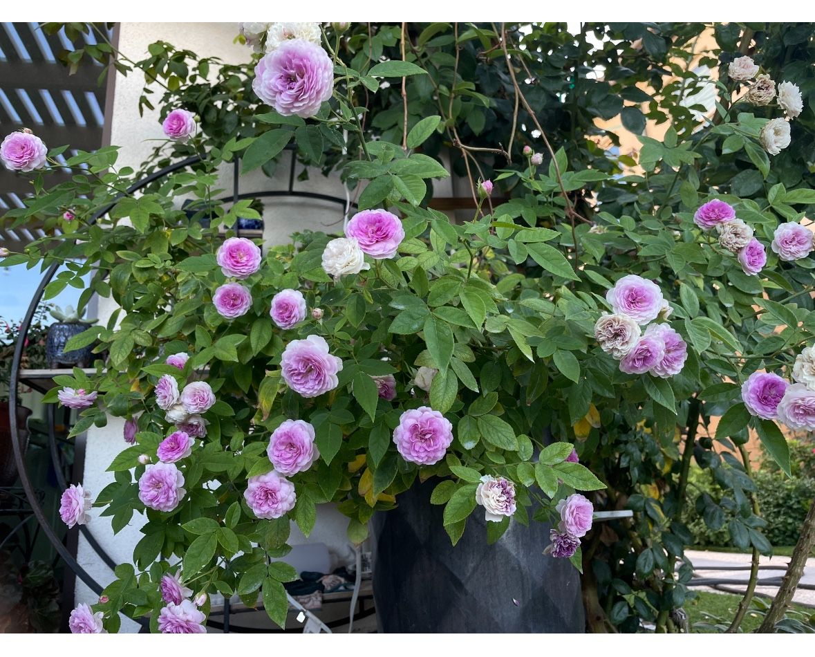 Miniature rose in the pot, Aunt Margy’s for sale .