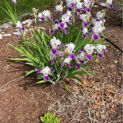 Iris Plant White And Purple