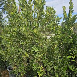Ficus Nitida Hedge Or Private