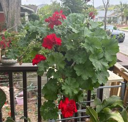 Red geraniums