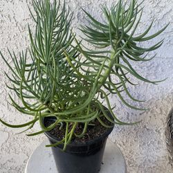 1.5 Gallon Pot Succulent Plant - Narrow Leaf Chalksticks - Senecio Vitalis - Rooted & Established - Drought Resistant 🪴 